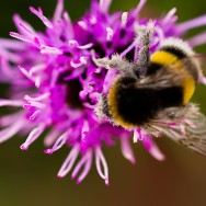 Hummel