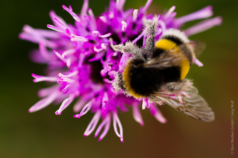 Hummel