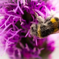 Hummel-3082 Hummel-3082