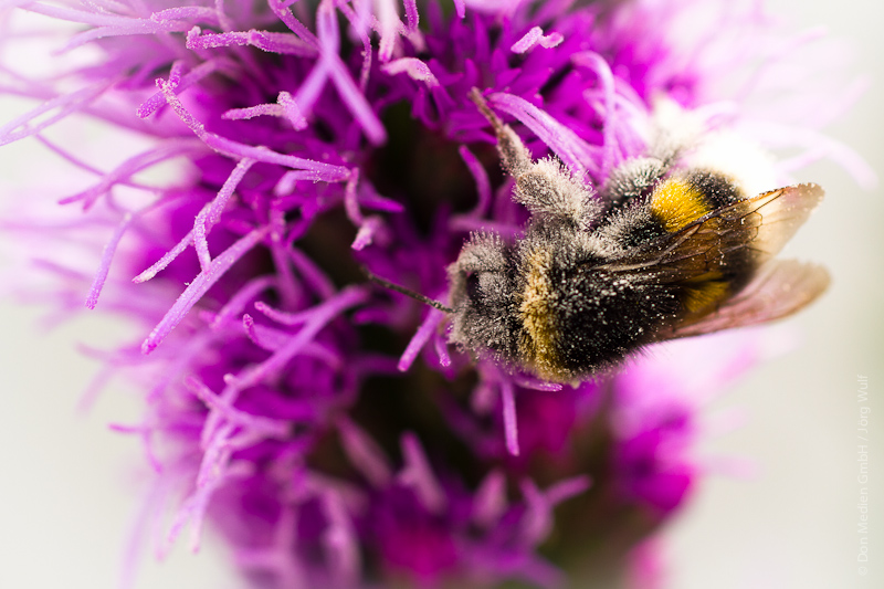 Hummel-3082