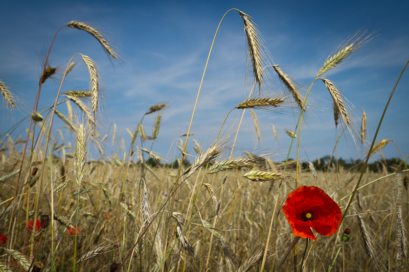 Mohnblume im Weizenacker