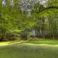Wald-2603-2 Feldberger Seenplatte